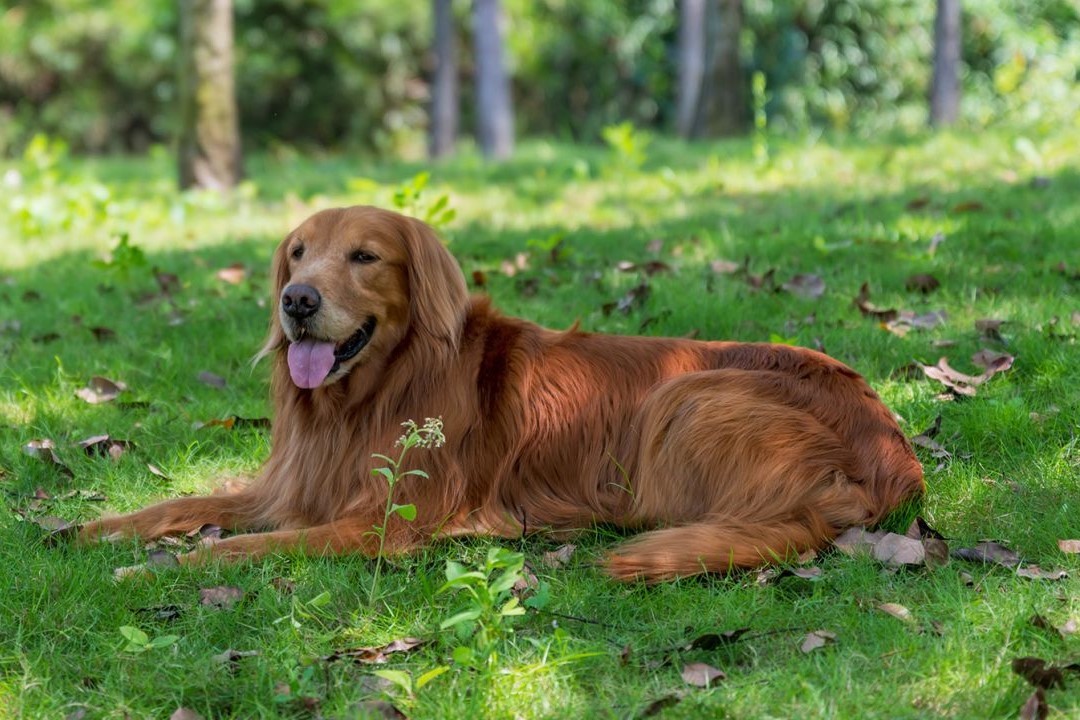 Cum protejăm  de căldură câinii și alte animale de companie - article image