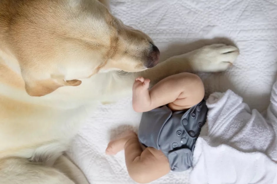 Cele mai bune 10 rase de câini de talie mare pentru familii - article image