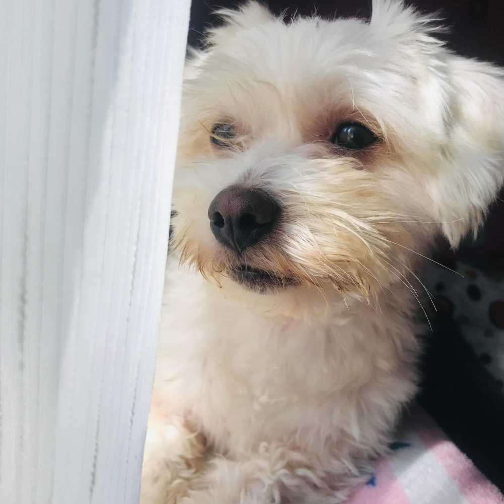 pet profile: Abby 🥰 Caine Bichon Maltez - photo 144