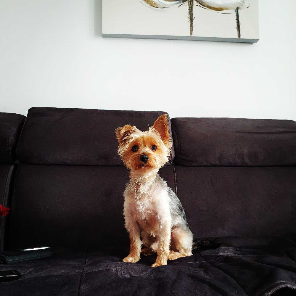 pet profile: Cookie Caine Yorkshire Terrier - photo 74