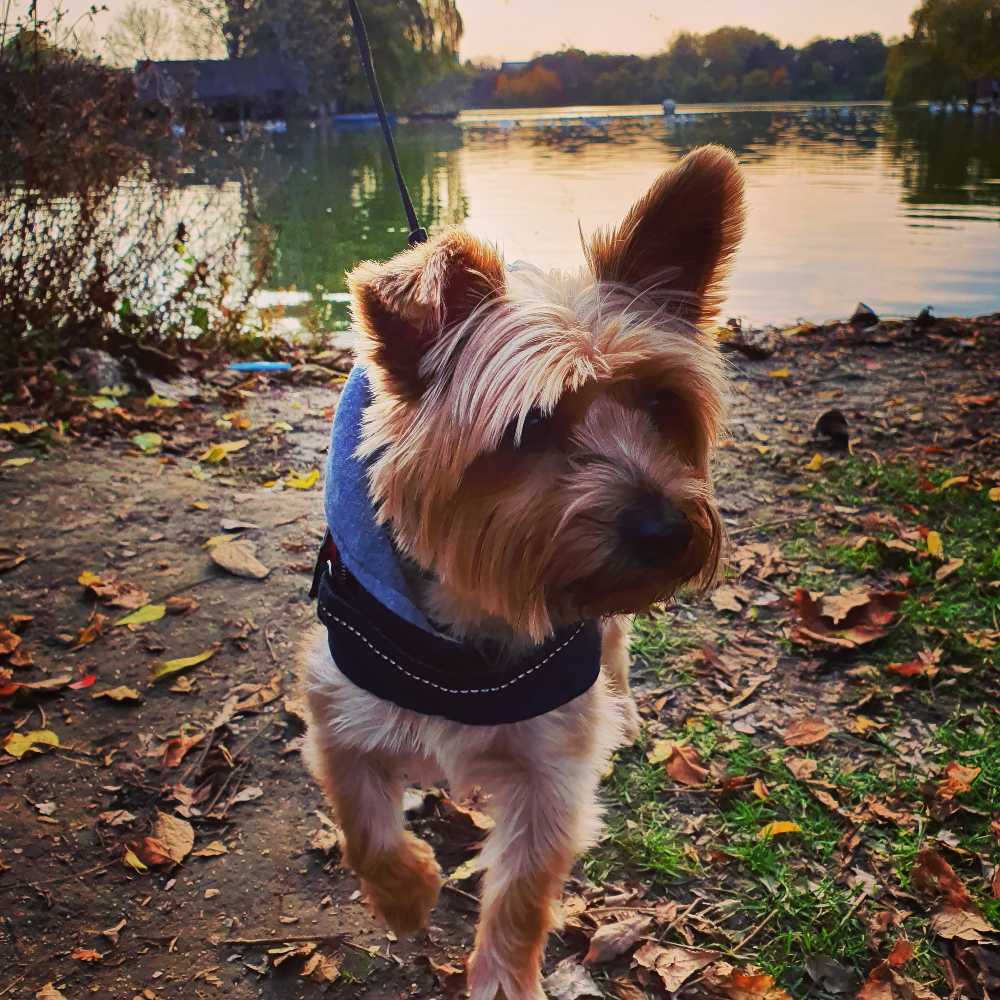 pet profile: Cookie Caine Yorkshire Terrier - photo 75