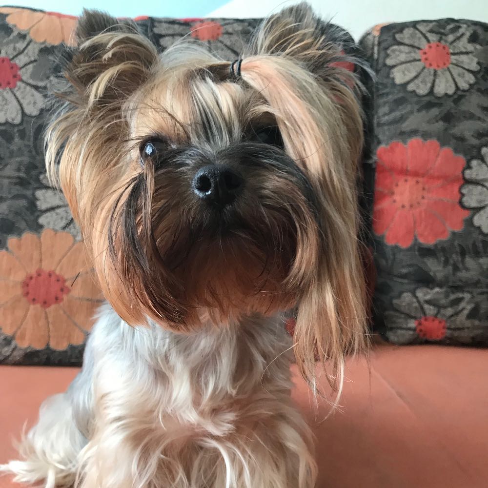 pet profile: Jolie Caine Yorkshire Terrier - photo 47