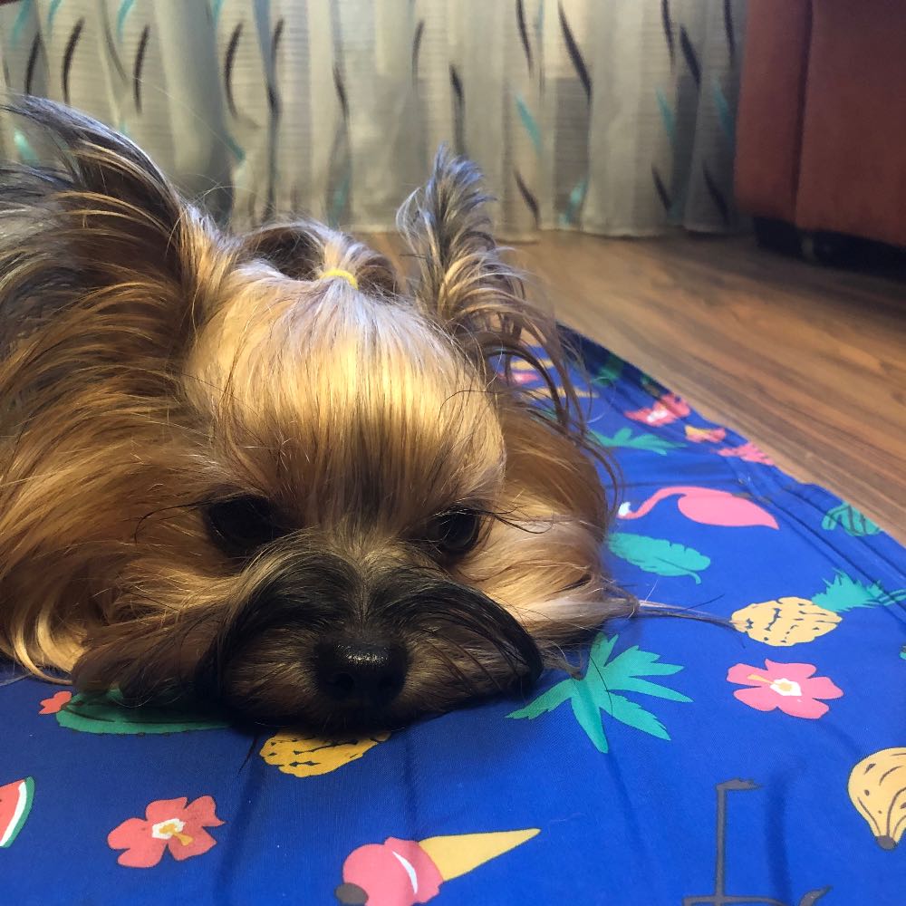 pet profile: Jolie Caine Yorkshire Terrier - photo 57