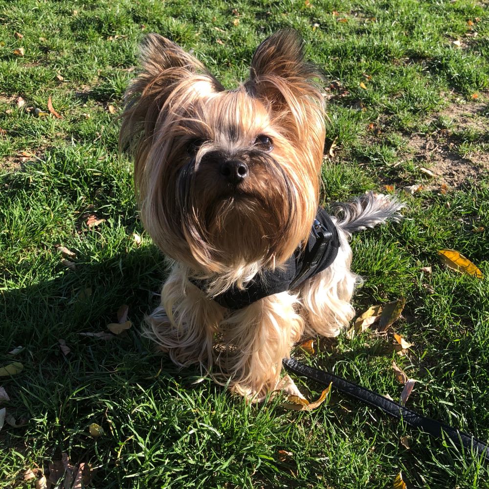 pet profile: Jolie Caine Yorkshire Terrier - photo 53