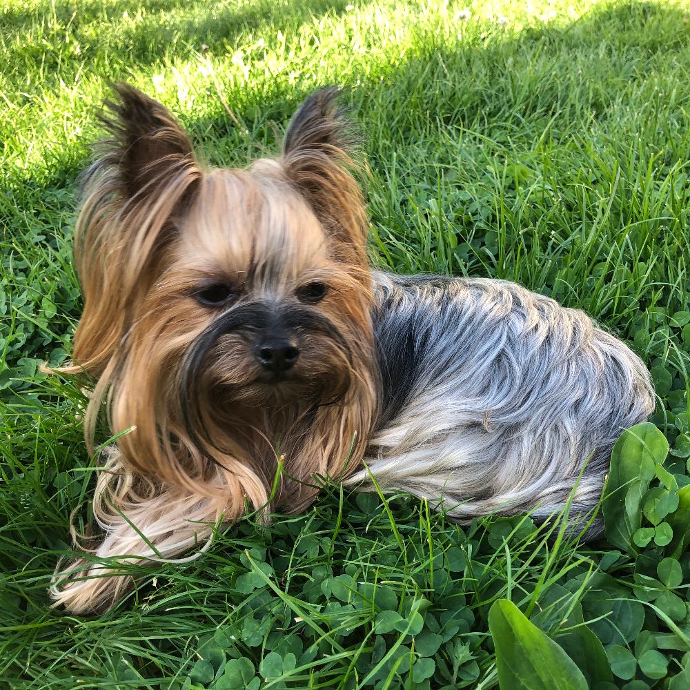 pet profile: Jolie Caine Yorkshire Terrier - photo 58