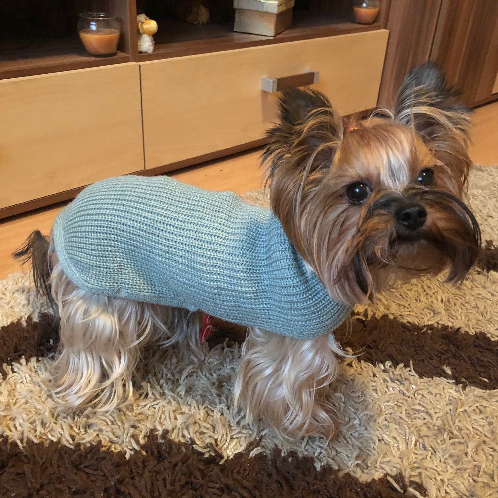 pet profile: Jolie Caine Yorkshire Terrier - photo 61