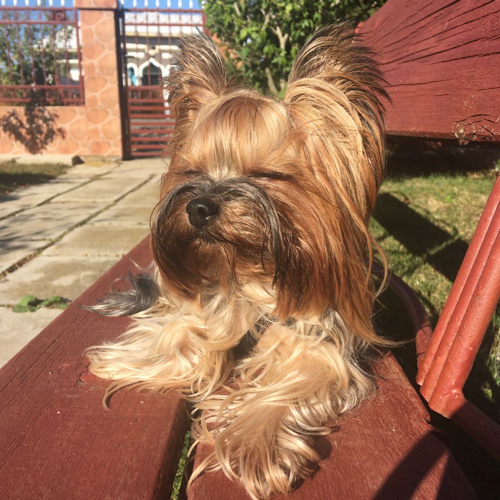 pet profile: Jolie Caine Yorkshire Terrier - photo 60