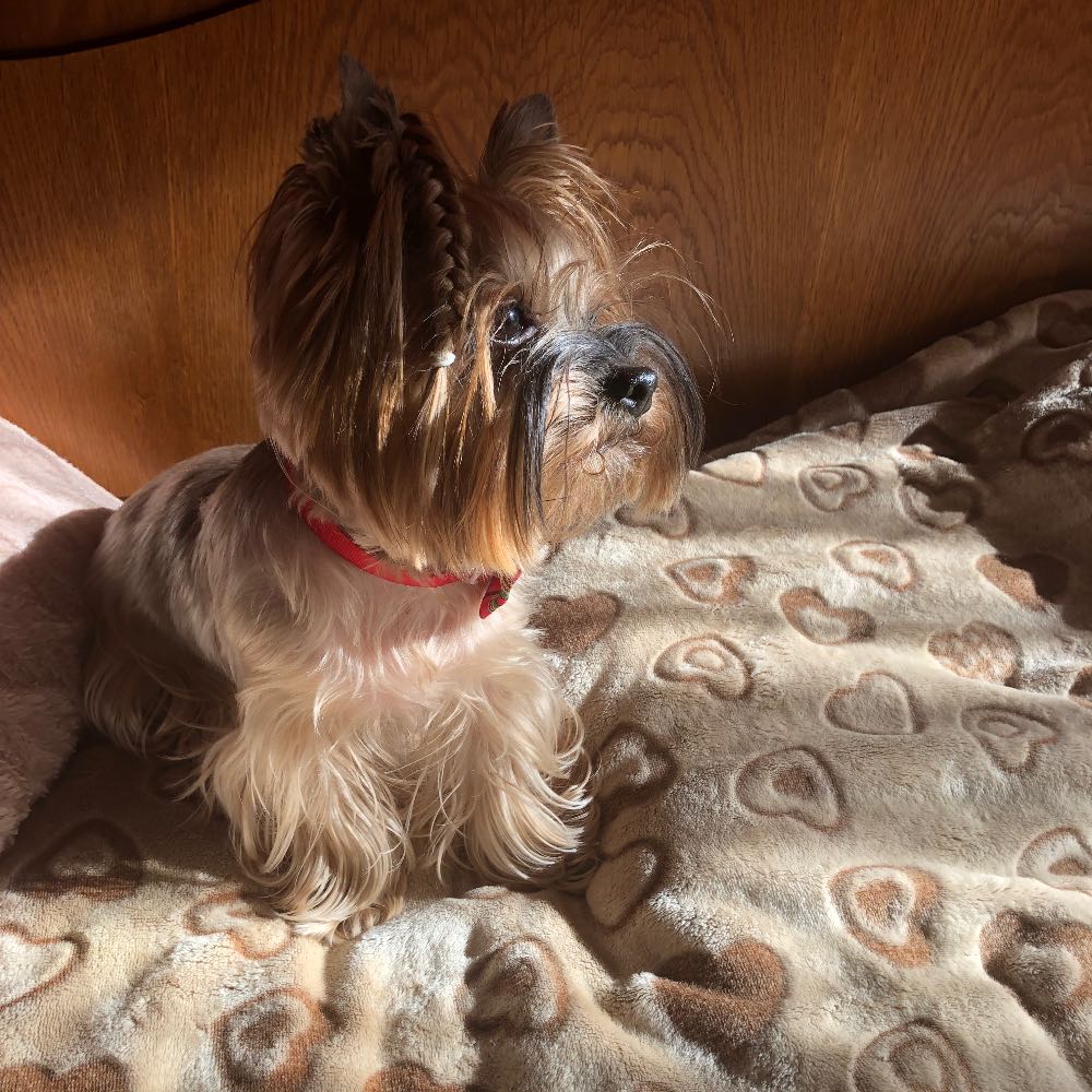 pet profile: Jolie Caine Yorkshire Terrier - photo 150