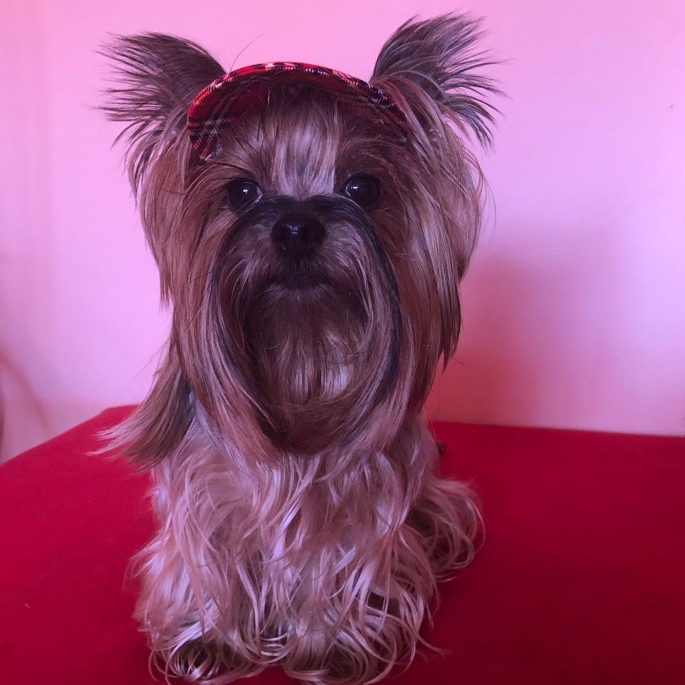 pet profile: Jolie Caine Yorkshire Terrier - photo 193