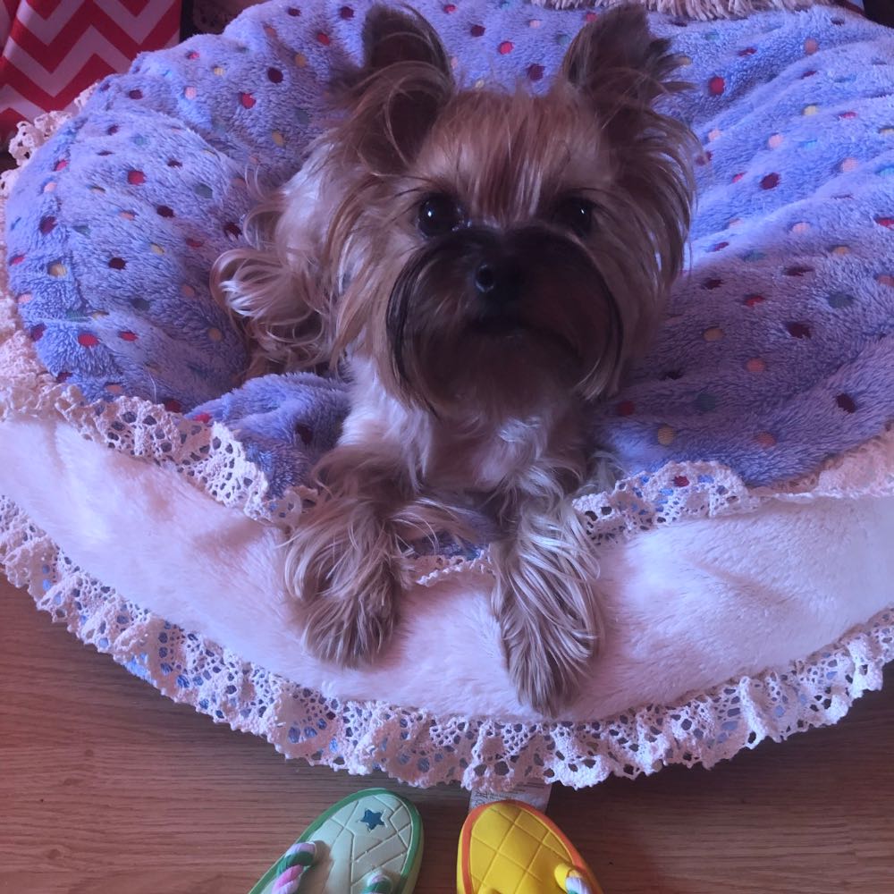 pet profile: Jolie Caine Yorkshire Terrier - photo 56