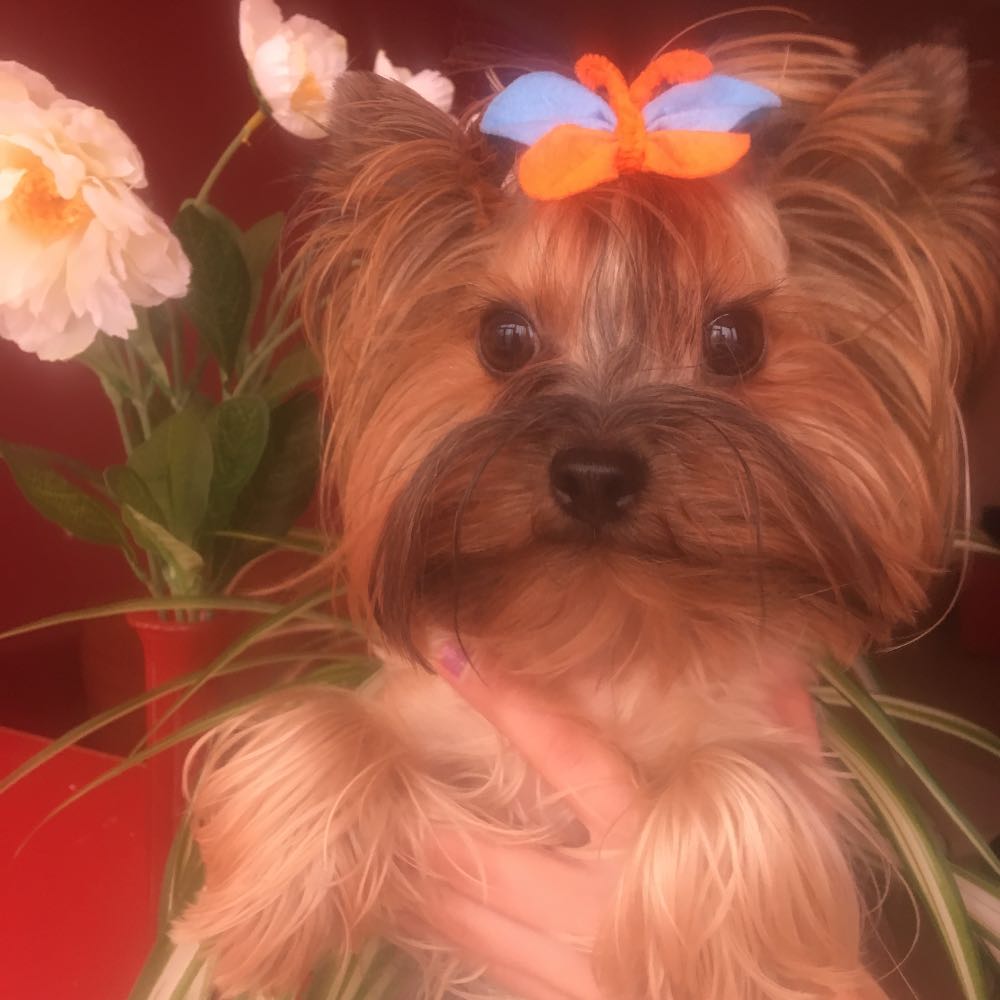 pet profile: Jolie Caine Yorkshire Terrier - photo 48