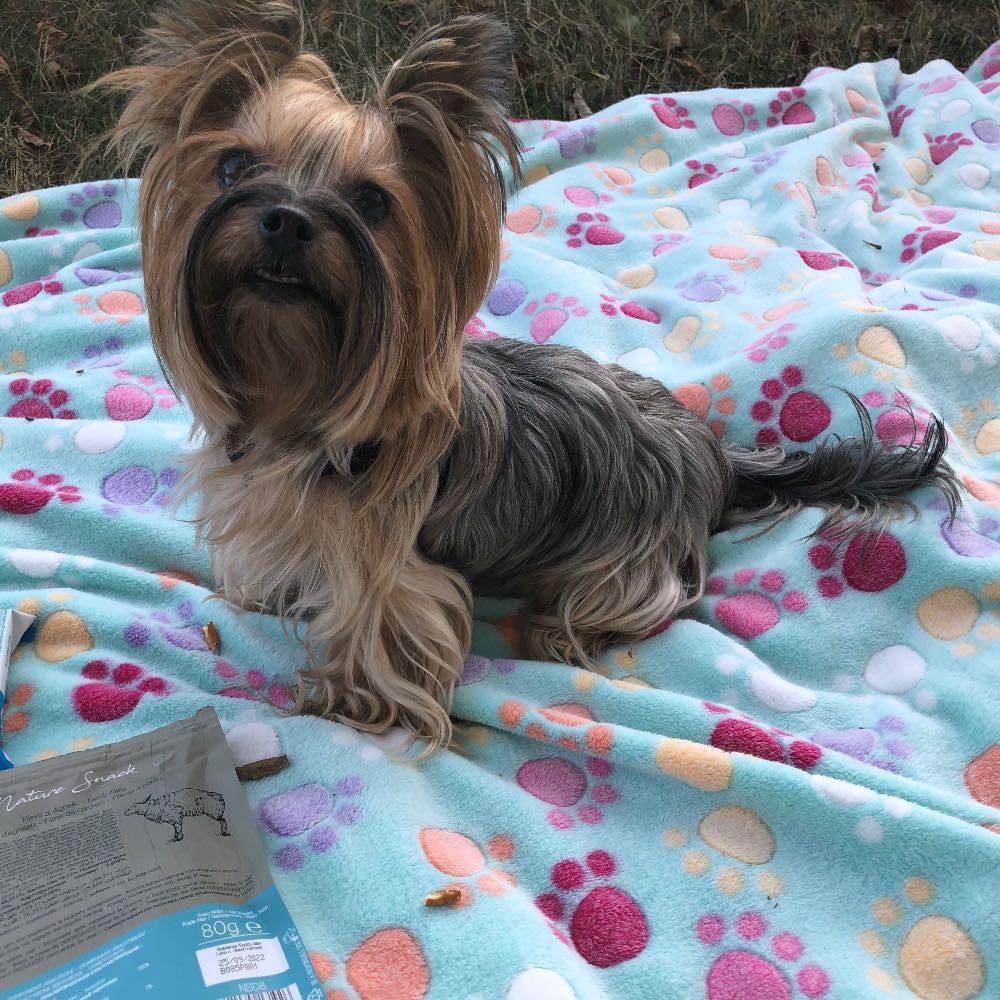 pet profile: Jolie Caine Yorkshire Terrier - photo 52