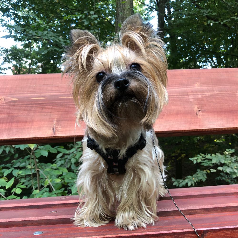 pet profile: Jolie Caine Yorkshire Terrier - photo 55