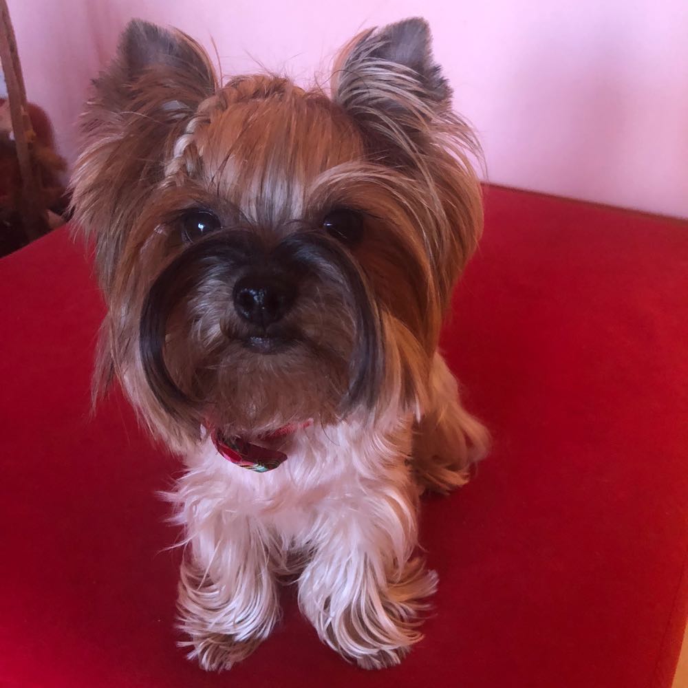 pet profile: Jolie Caine Yorkshire Terrier - photo 151