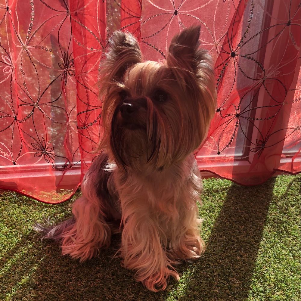 pet profile: Jolie Caine Yorkshire Terrier - photo 54