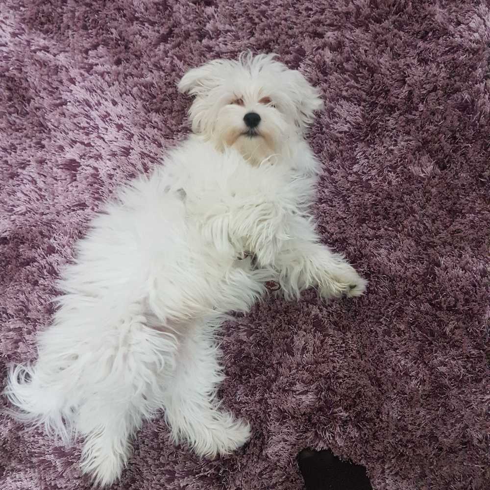 pet profile: Max Caine Bichon Maltez - photo 178