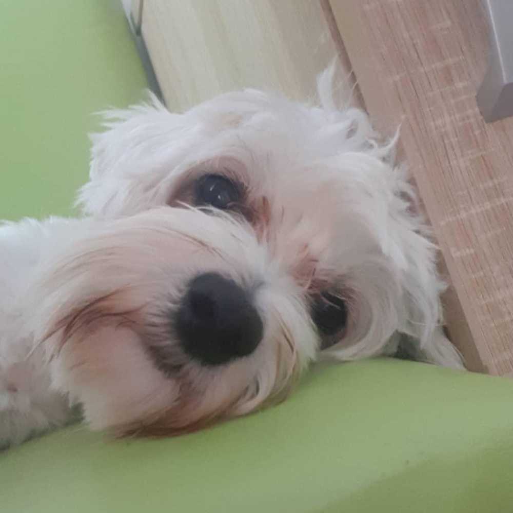 pet profile: Max Caine Bichon Maltez - photo 179