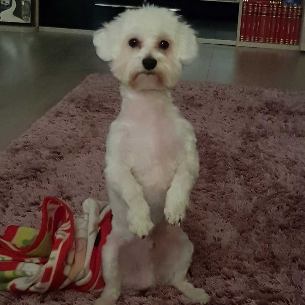 pet profile: Max Caine Bichon Maltez - photo 182