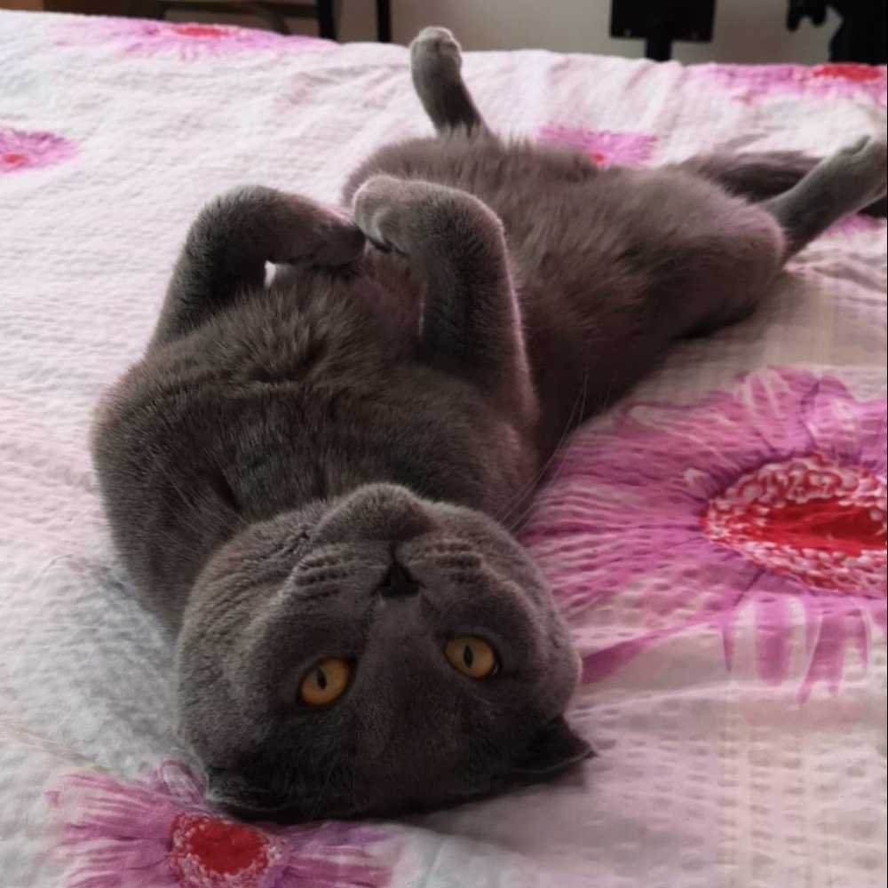 pet profile: Milo Pisica Scottish Fold - photo 171