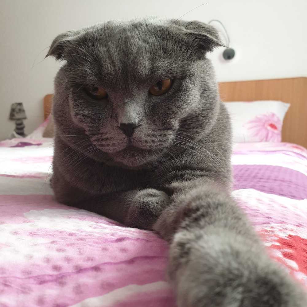 pet profile: Milo Pisica Scottish Fold - photo 173