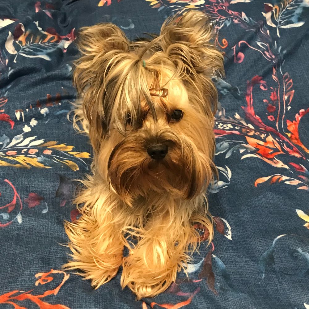 pet profile: Rio Caine Yorkshire Terrier - photo 49