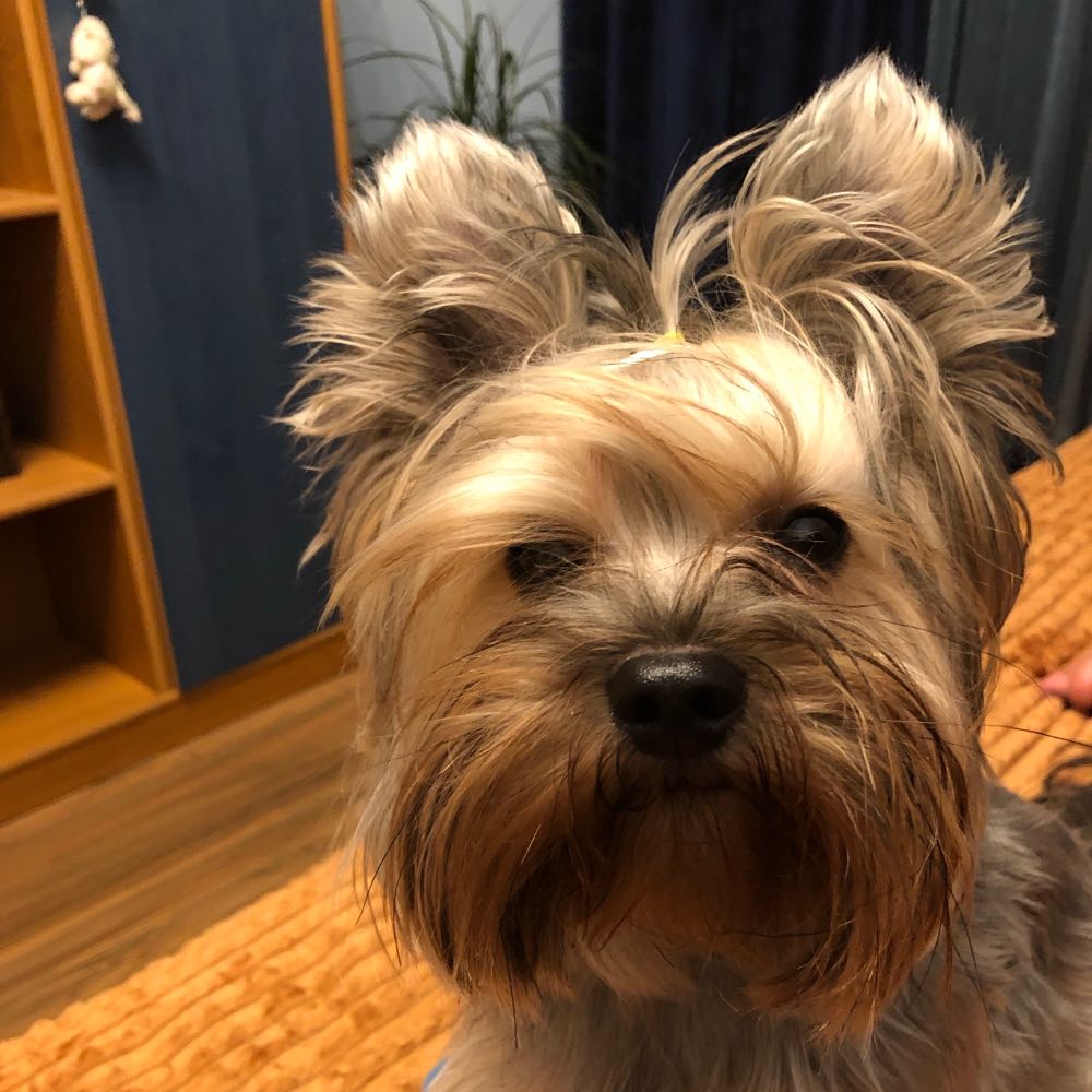 pet profile: Rio Caine Yorkshire Terrier - photo 62