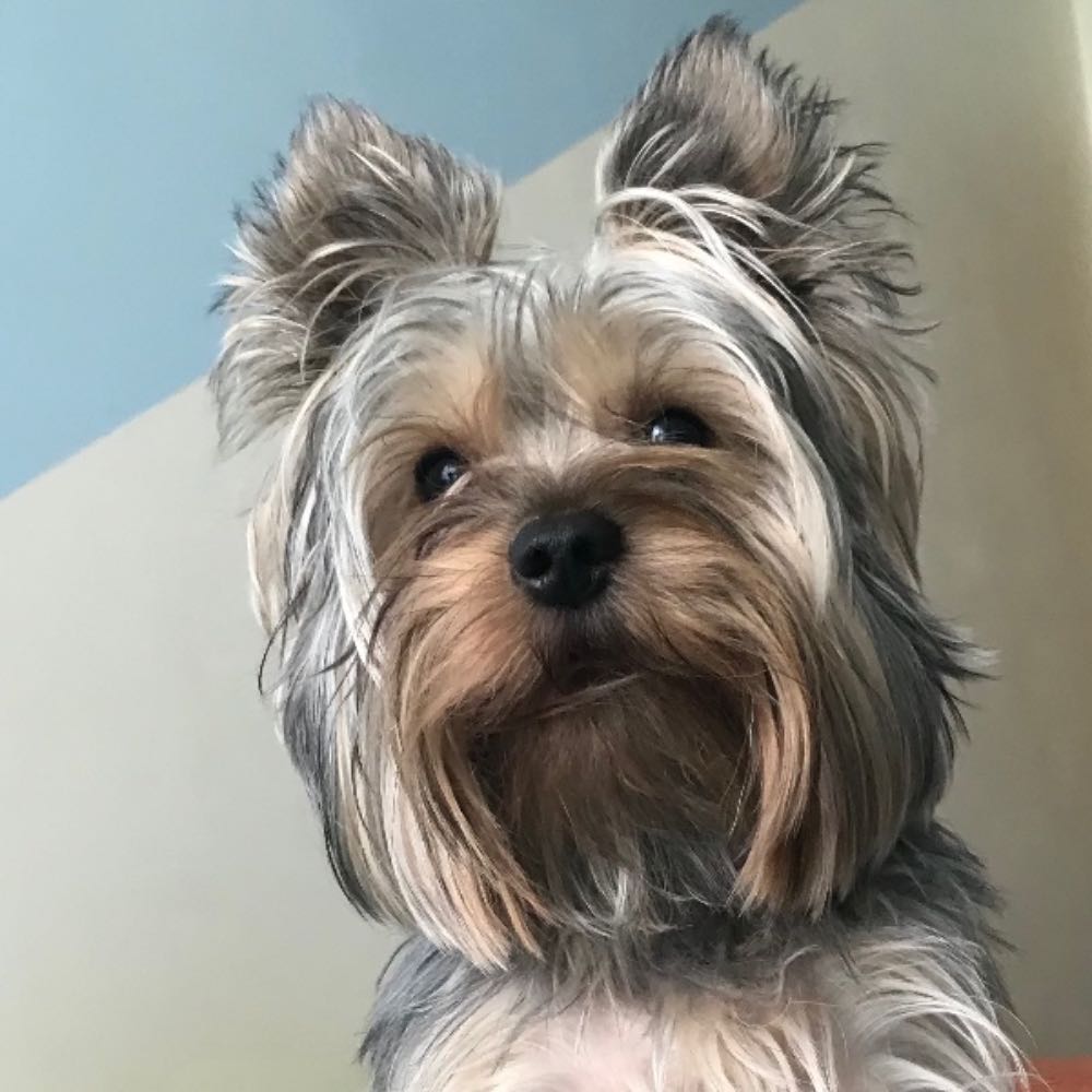 pet profile: Rio Caine Yorkshire Terrier - photo 156