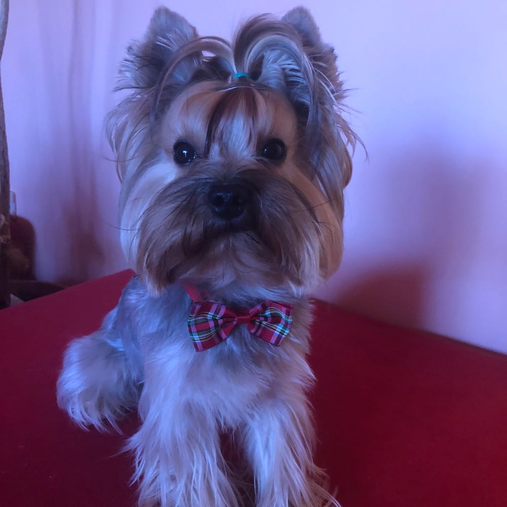 pet profile: Rio Caine Yorkshire Terrier - photo 152