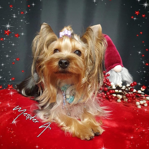 pet profile foto for Bambi-Caine-Yorkshire Terrier