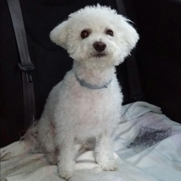 pet profile foto for Bolt-Caine-Bichon Bolognese