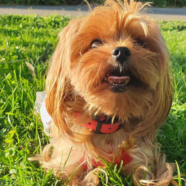 pet profile foto for Bubbles.yorkierita-Caine-Yorkshire Terrier