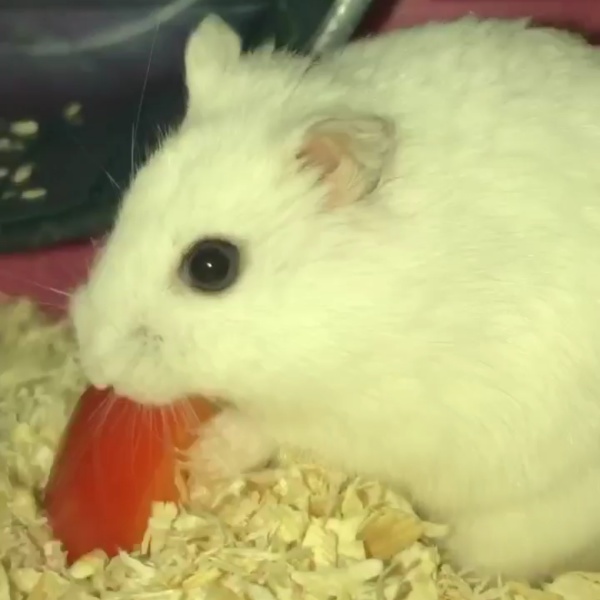 pet profile foto for Chițu 🐁-Rozatoare-Hamster