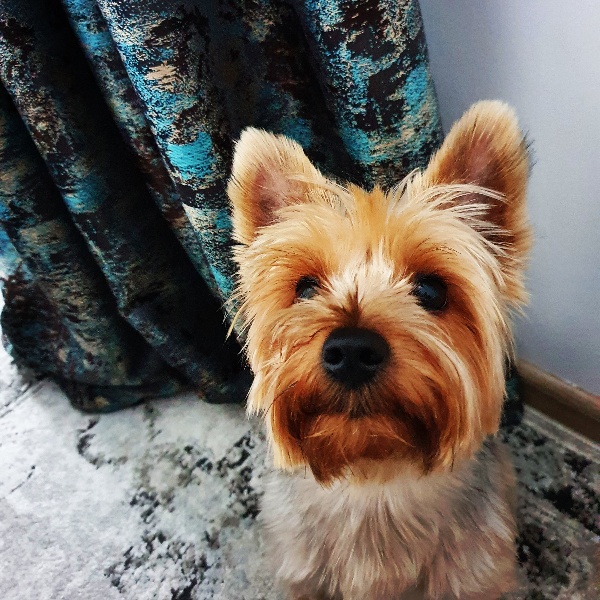 pet profile foto for Cookie-Caine-Yorkshire Terrier