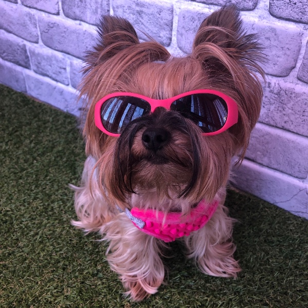 pet profile foto for Jolie-Caine-Yorkshire Terrier