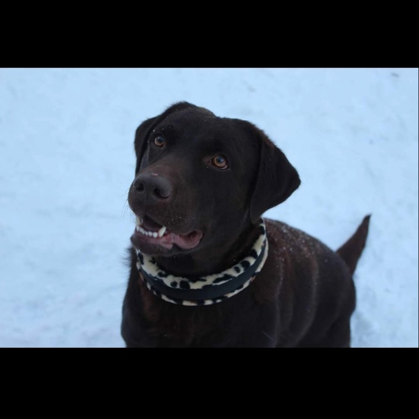 pet profile foto for Kenya-Caine-Labrador Retriever