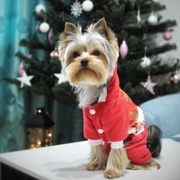 pet profile foto for Maxito-Caine-Yorkshire Terrier