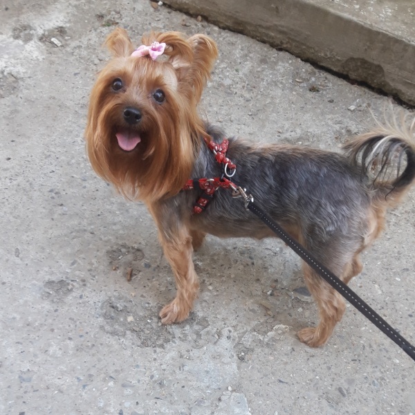 pet profile foto for Maya-Caine-Yorkshire Terrier