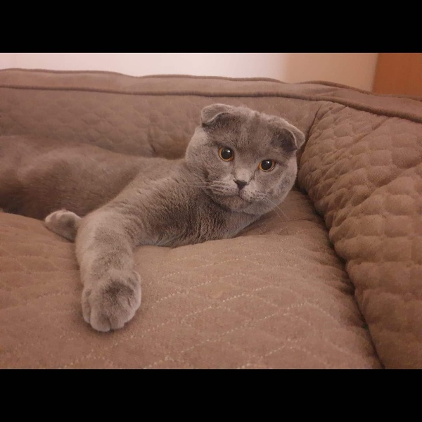 pet profile foto for Milo-Pisica-Scottish Fold