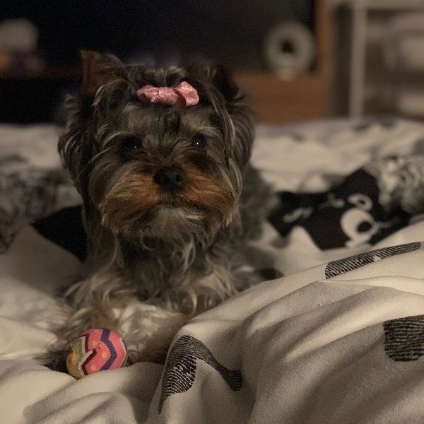 pet profile foto for N♥️A-Caine-Yorkshire Terrier