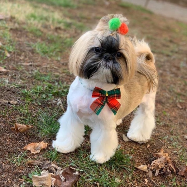 pet profile foto for Papi❤️-Caine-Shih Tzu