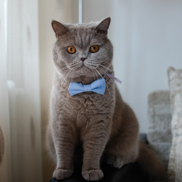 pet profile foto for PUF-Pisica-British Shorthair