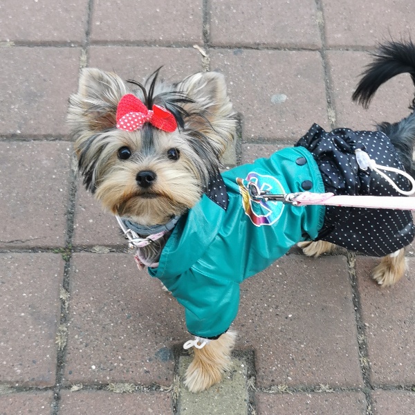 pet profile foto for Zeny-Caine-Yorkshire Terrier